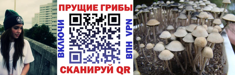 Псилоцибиновые грибы GOLDEN TEACHER  Ногинск 